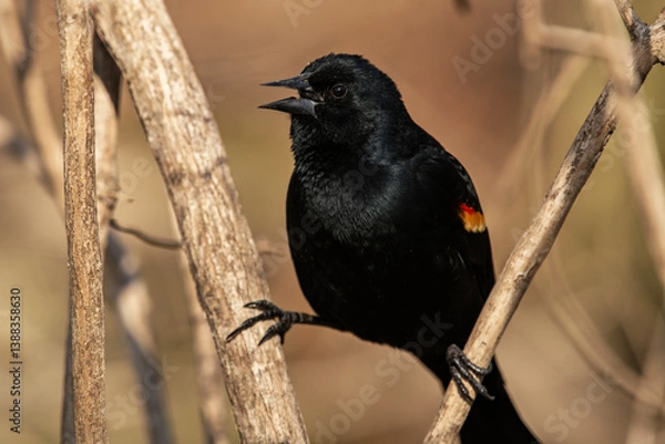 Obraz Red-winged Blackbird Perching on Branches