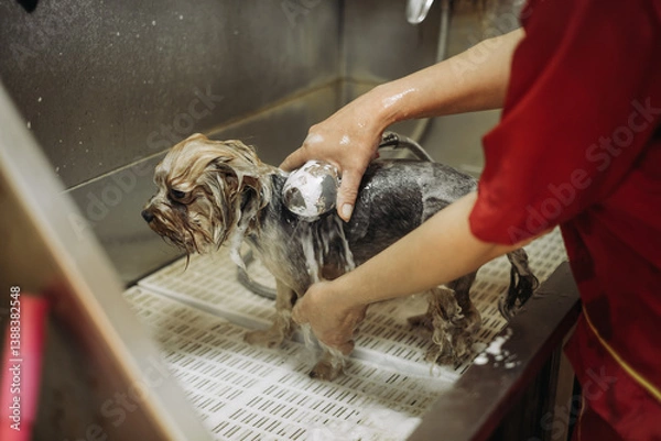 Obraz dog wash before shearing