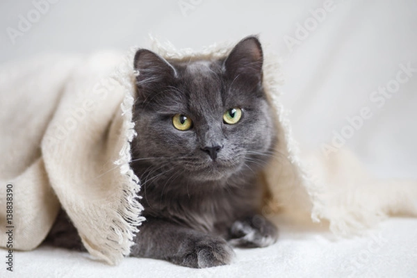 Fototapeta Fluffy gray cat lying under beige knitted blanket.
