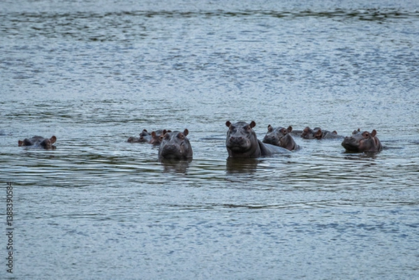Obraz A family of hippos with their heads out of water
