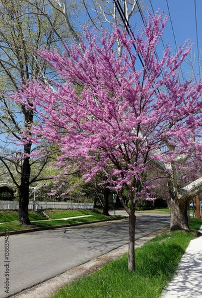 Obraz Blooming Virginia redbud tree