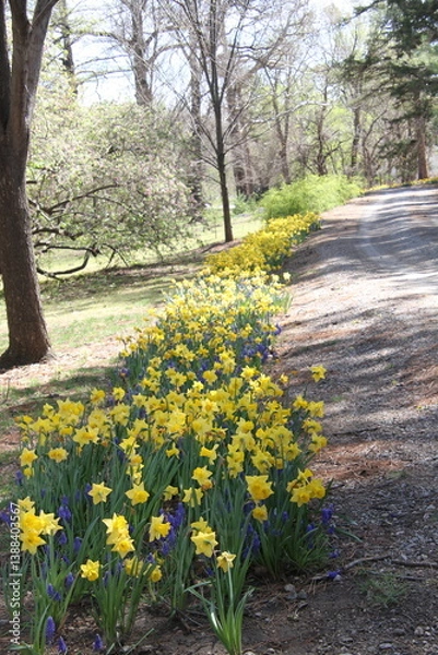 Obraz spring in the park