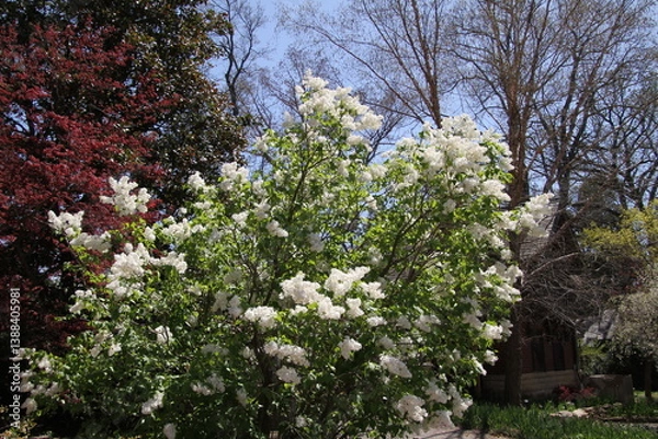 Obraz blooming cherry tree
