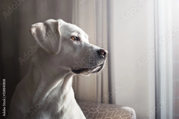 Fototapeta Junger reinrassiger weißer labrador retriever hund schaut aus einem Fenster