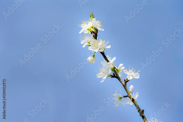 Fototapeta Blossoms of Prunus domestica subsp. insititia or damson tree in spring , close up