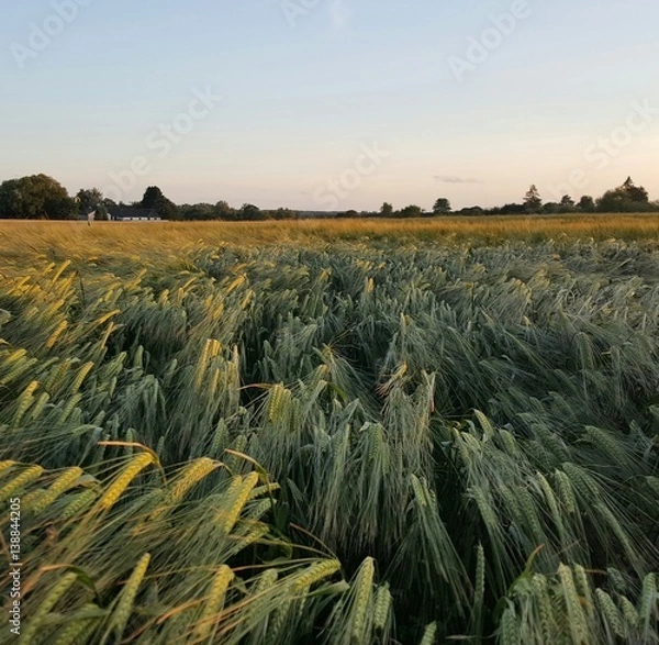 Obraz Nordic field - summer evening