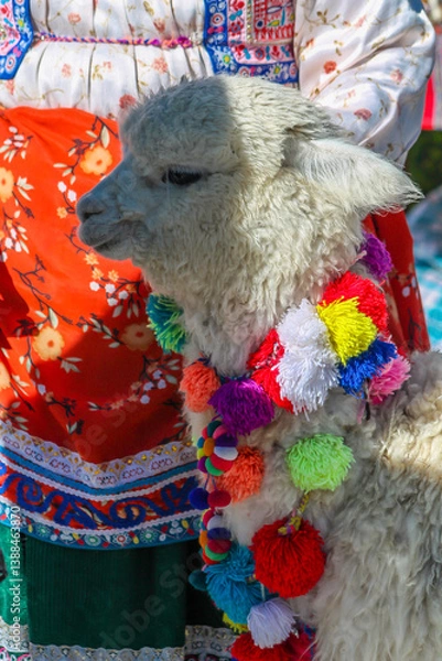 Obraz Alpaca domestic animal in Peru. Decorated with vibrant colorful textile alpacas on the street of Cusco and Arequipa city in Peru for making photos with tourists and local people. Llama and alpaca
