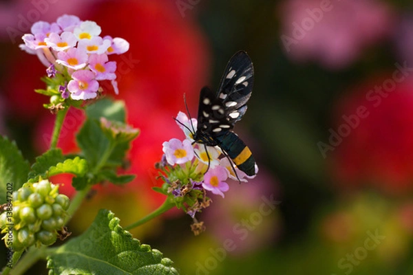 Obraz Sytomis Phegea