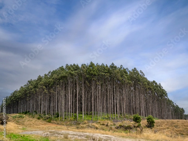 Obraz The edge of the plantation