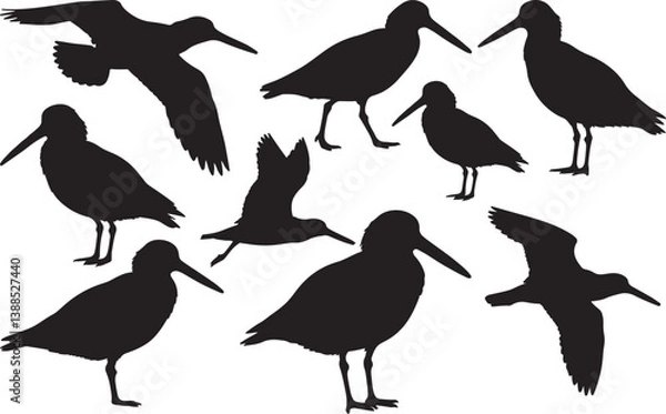 Fototapeta American Oystercatcher Silhouette