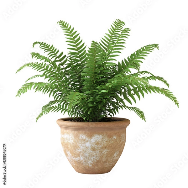 Fototapeta A 3D Elegant Potted Fern with Delicate Fronds Isolated on Transparent Background
