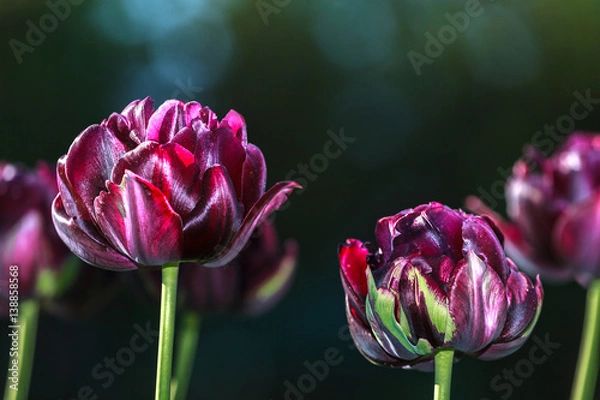 Obraz Black tulip