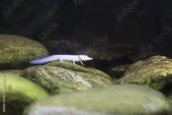 Fototapeta Blind Texas Salamander