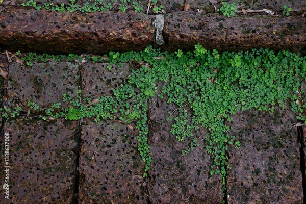 Fototapeta Top Views of Green Tree ivy on the ground with natural background in garden at Thailand.