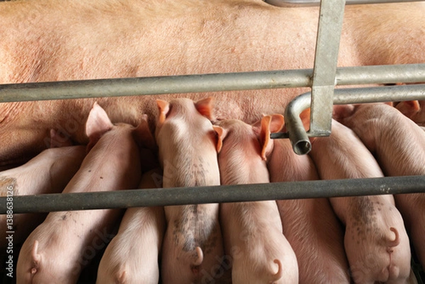 Obraz close-up of pigs in a corral resting
