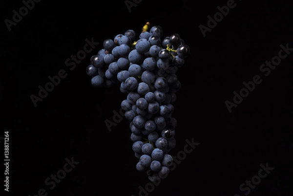 Obraz kiść dojrzałych winogron ciemnych na białym tle na czarnym tle