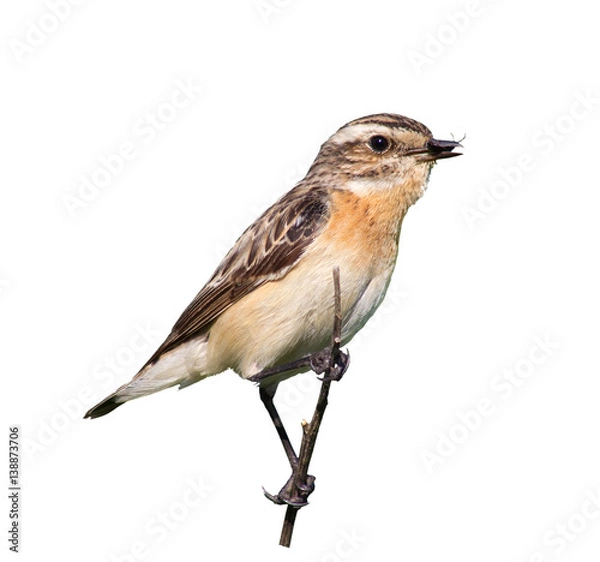 Fototapeta female whinchat with prey in its beak. Beetle caught for chicks. Taking care of the offspring. White background
