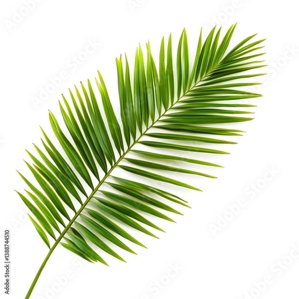 Fototapeta Green palm leaves in a tropical setting