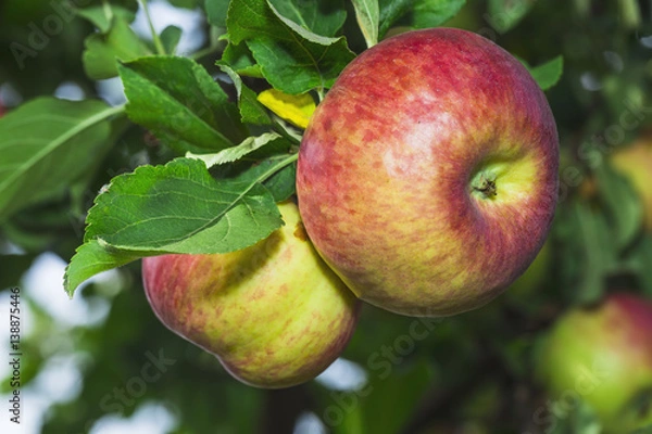 Obraz Red apples on the tree