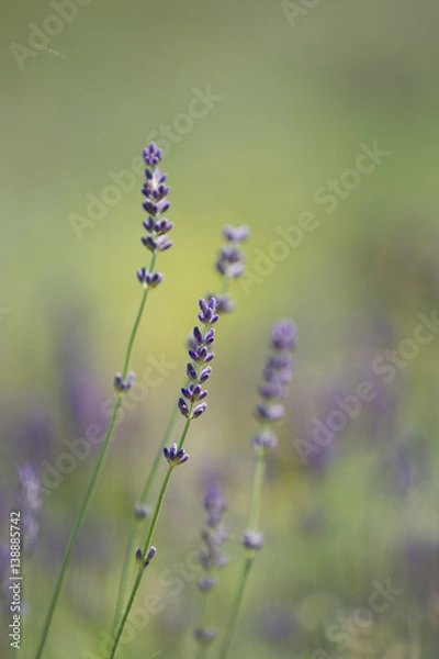 Fototapeta ラベンダー