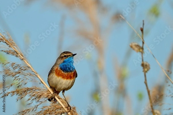 Obraz bluethroat
