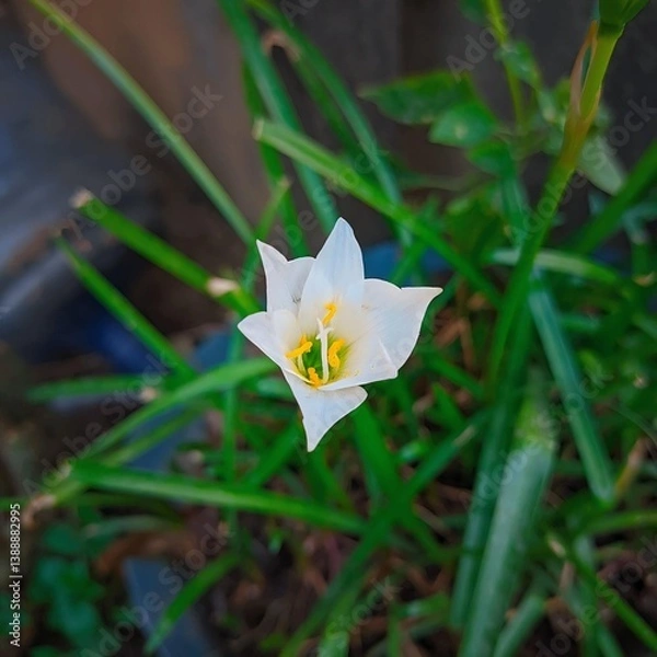 Obraz "Small white flowers bloom quietly amidst the green grass. Natural light helps to highlight the simplicity."