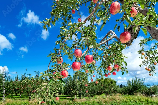 Fototapeta 【青森県弘前市りんご】岩木山麓津軽の秋、りんご園は収穫中