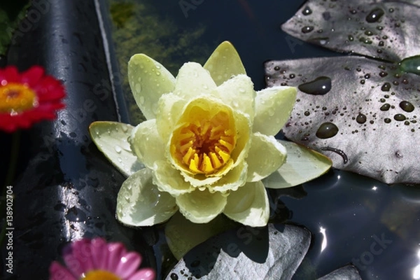 Obraz Seerose Gartenteich