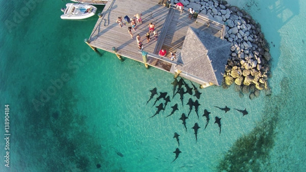 Obraz hungry nurse sharks