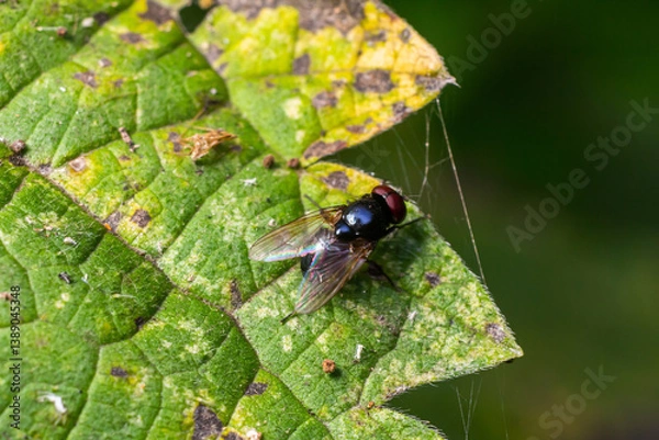 Obraz Close-up of a black fly resting on a green leaf with spider web details in a natural outdoor setting during daylight