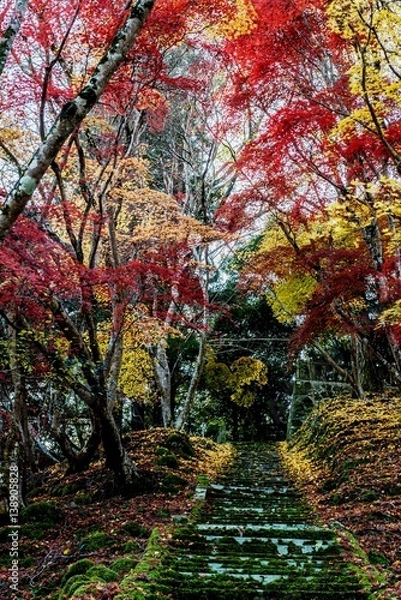 Fototapeta 御霊もみじ