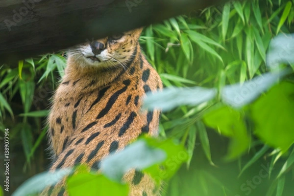 Obraz Serval - Leptailurus serval Medium-sized African wild cat in ambush