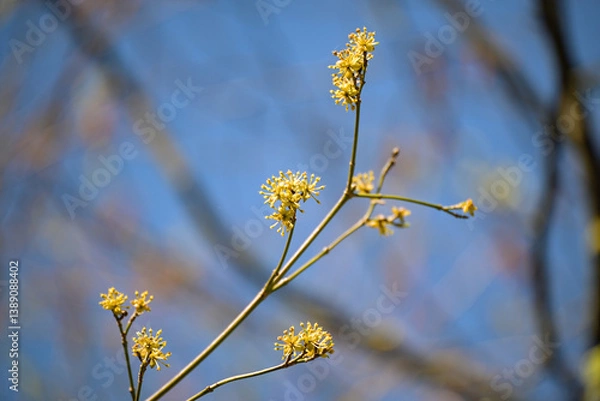 Obraz Yellow inflorescence on the bare branches of cornel (Cornus mas) in early spring, first food for bees, blue sky, copy space, selected focus