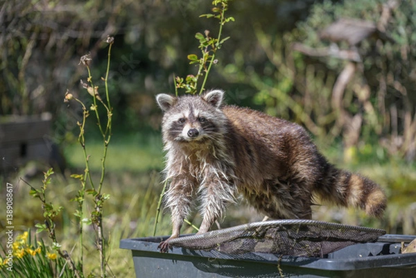 Obraz Raccoon (Procyon lotor) standing on a plastic container in the backyard and looking to the camera, cute animal but invasive species and neozoan in Germany, Europe, copy space