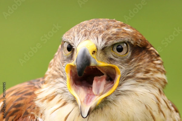 Fototapeta Ferruginous hawk with open beak