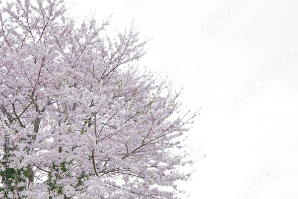 Fototapeta 桜 サクラ