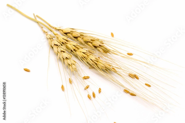 Obraz wheat on white background