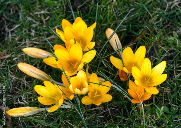 Obraz The first yellow spring flowers crocuses. Early spring.