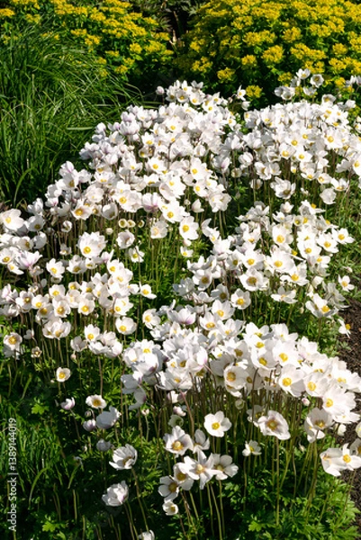 Obraz Many inflorescences of white summer anemones in a summer park.