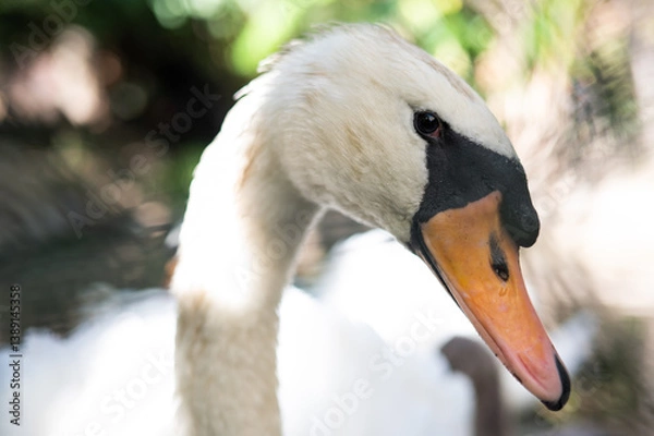 Obraz Swan staring at the viewer