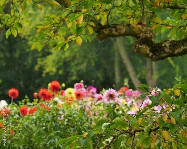Fototapeta Colorful star-shaped dahlia in the fuzzy background, in a park, in the foreground branches of trees, in the beginning autumn