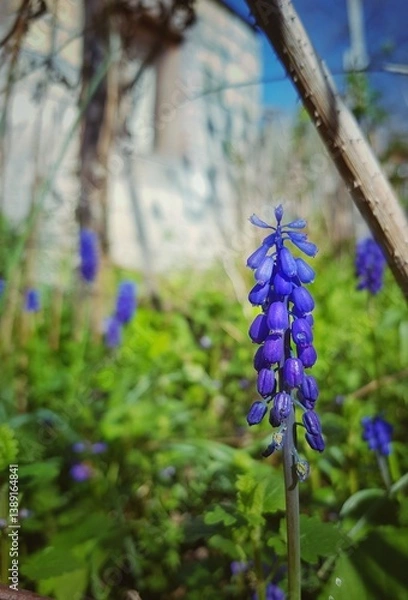 Fototapeta blue grape hyacinth