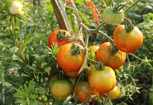 Obraz Ripe organic tomatoes growing on the vine in garden