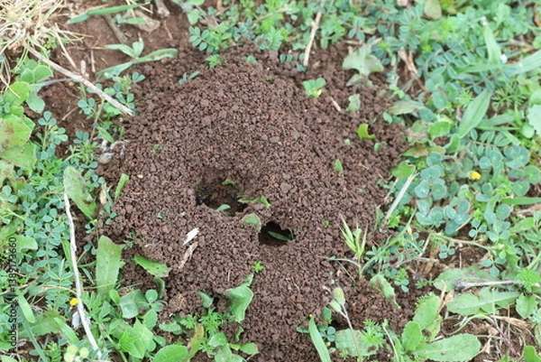 Obraz top view of ant nest