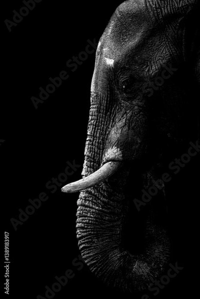 Fototapeta Dramatic black and white portrait of an elephant captured in low-key lighting, emphasizing texture and emotion.