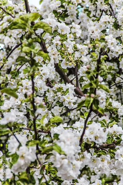 Fototapeta Beautiful apple-tree branch