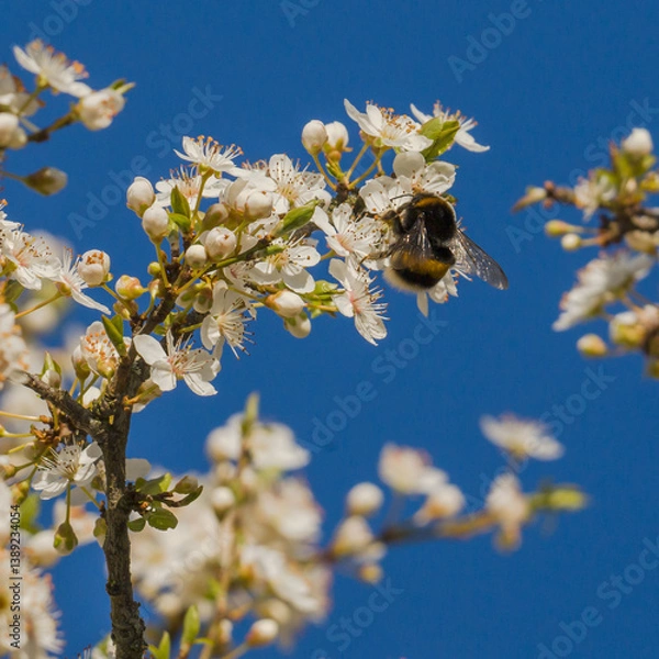 Fototapeta Spring etude with bumblebee on blooming tree branches, clear blue sky in background
