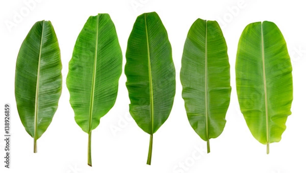 Fototapeta collection of banana leaf isolated on white background