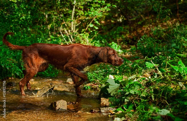 Obraz Irish Setter pointing