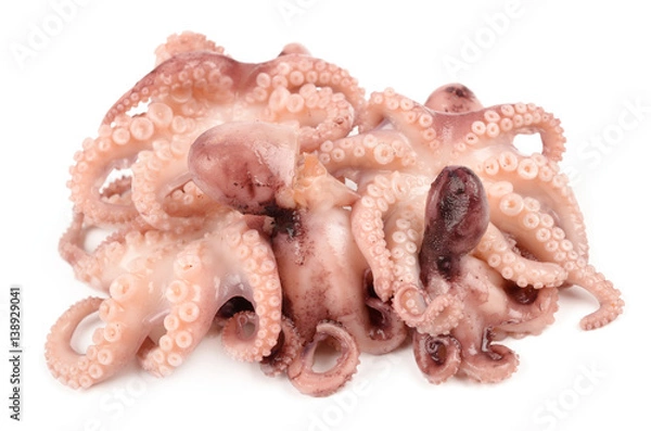 Obraz Octopus